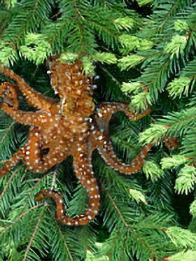 Tree Octopus