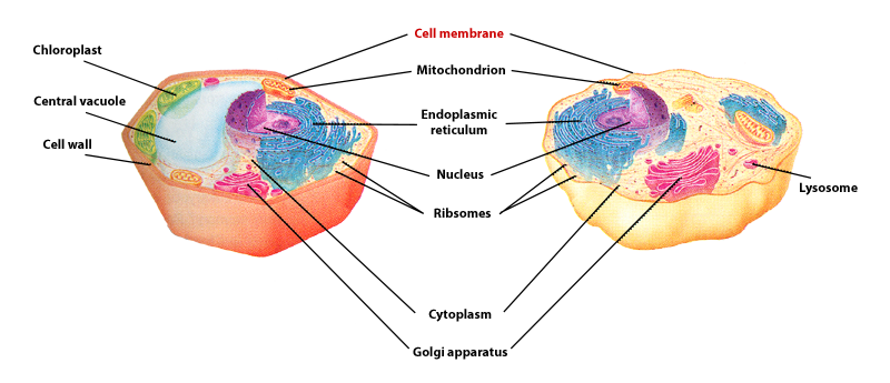 cell membrane of a plant and animal cell is labeled