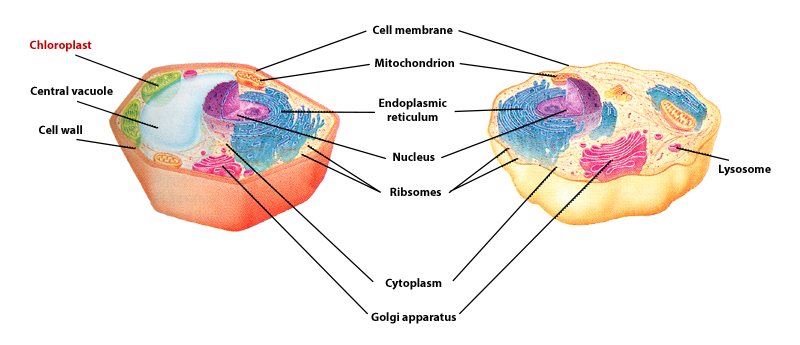 chloroplast of a plant cell is labled