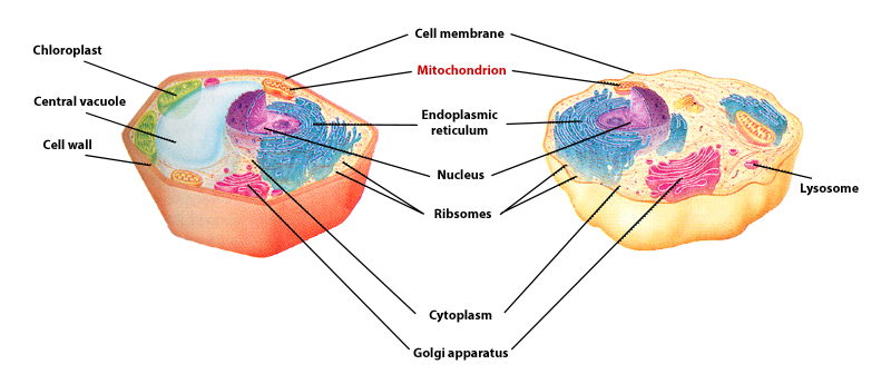 mitochondrion of a plant and animal cells is labled