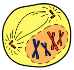 prophase