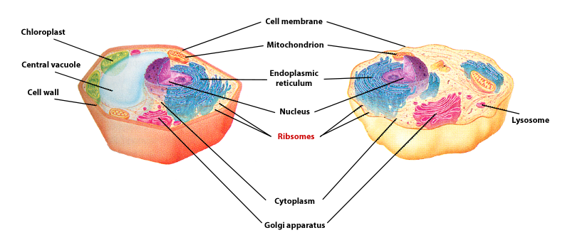 ribosomes of a plant and animal cells is labled